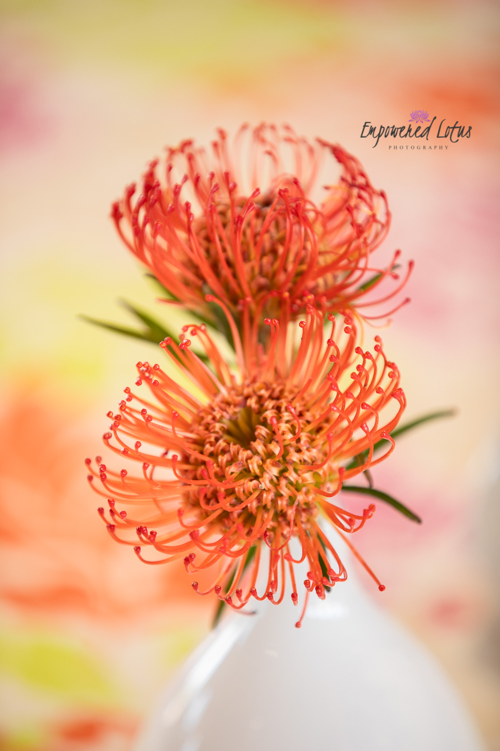 Exotic flower Protea 